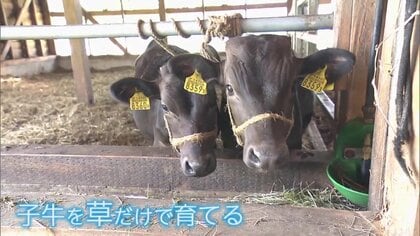 “牧草だけ”で育てる黒毛和牛を増やしたい　牛にストレスをかけない飼育にこだわる若き生産者の挑戦【秋田発】