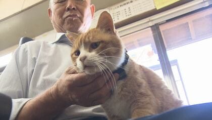 地域猫「みぃちゃん」はバス営業所の“看板猫” 地域の力で小さな命を