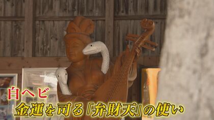 白ヘビ」の赤ちゃん10匹誕生 “金運の神”を一目見ようと1日300人