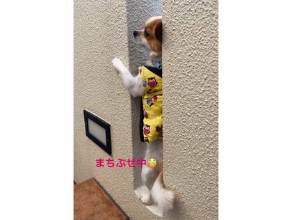 ご近所のちびっ子待ち狙い」玄関横の隙間で待ち伏せするチワワが