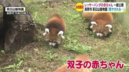 レッサーパンダ 双子の赤ちゃん一般公開 連れて帰りたい 癒される 長野市 茶臼山動物園