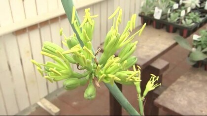 数十年に一度しか咲かない 幸運の花 アガベ 開花 岩手 八幡平市