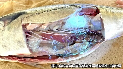 「うわ、生きてる」動くアニサキス25匹　酢やワサビでは死滅せず…「予防には加熱と冷凍の二択」　口つけたペットボトルは翌日に飲むと「おなかを壊す」リスク　長野市保健所が親子に伝える食中毒の予防法