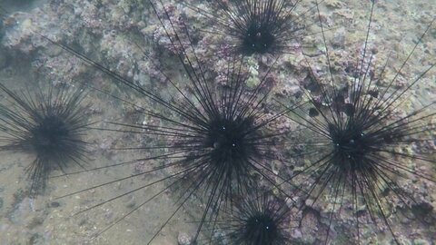 ガンガゼ大量発生でウニがピンチ　海藻を食い荒らされ“磯焼け”　海士漁師の「ガンガゼバスターズ」が海の再生へ挑む