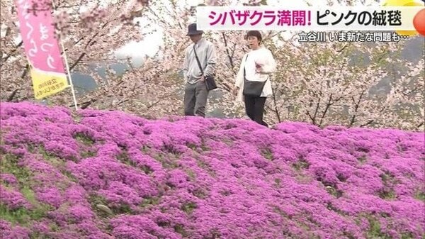 ダビンチ長谷川ピンク 2025年最新】長谷川ピンクの人気アイテム - メルカリ