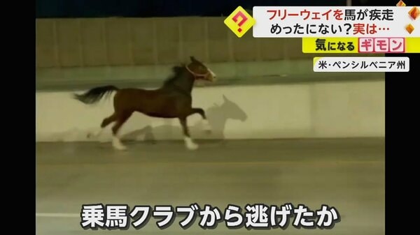 バカラ　走る馬 バカラ 走る馬 バカラ 走る馬 バカラ (Baccarat) | 競走馬データ