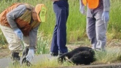麻酔銃で眠らせ捕獲（提供：視聴者）