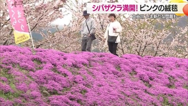 4月は、シバザクラとサクラなど春の花とのコラボレーションが楽しめる