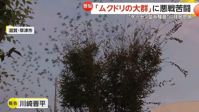 数え切れないほどのムクドリが…(滋賀・草津市)