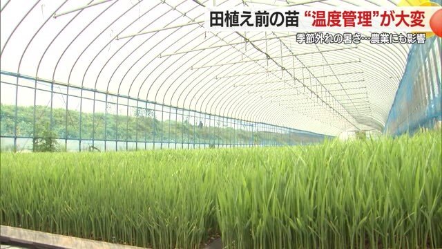 田植え前の苗育成時の温度管理がコメ作りの肝になる