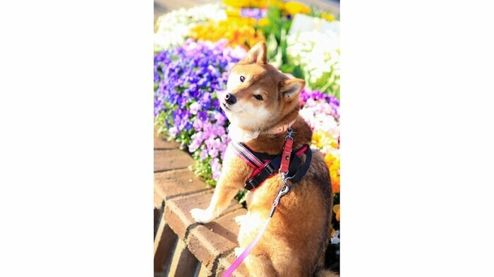 花の前で振り返りショット
