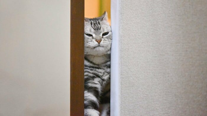 飼い主や自身の行動でドアが開くと学ぶ(この画像はイメージ)