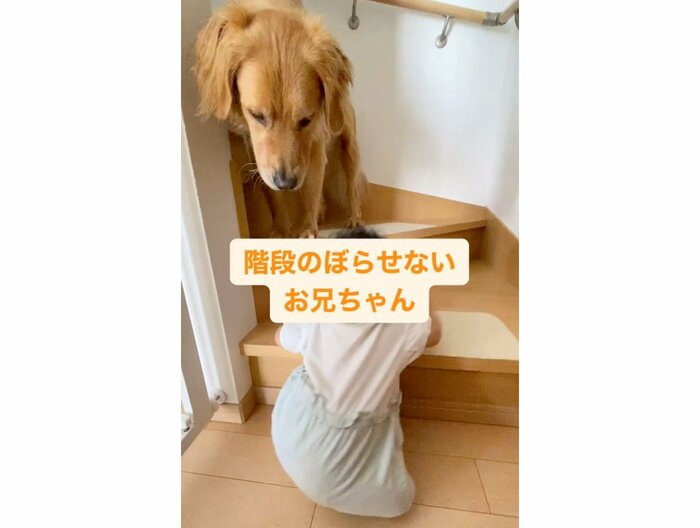 上へ進めないように見守っている(提供:@_golden_rajahさん)