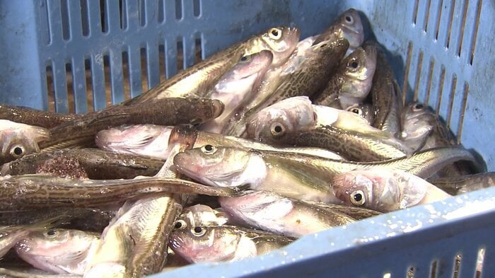 今後数年間は深刻な不漁が続くと危惧されるハタハタ