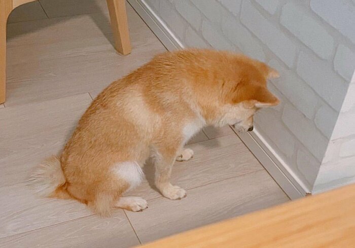 提供:豆柴ちくわ&がんもさん