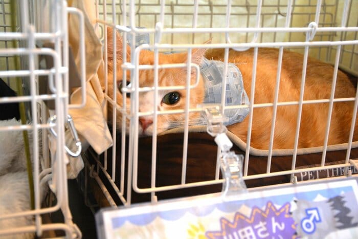 元野良猫の川田さん