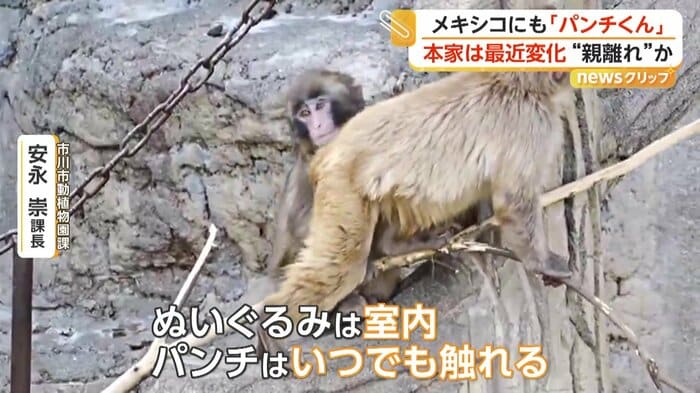 大人のサルと過ごすパンチくん