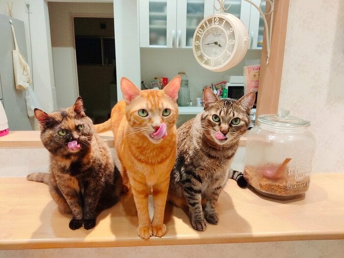 3匹とも舌をペロリ