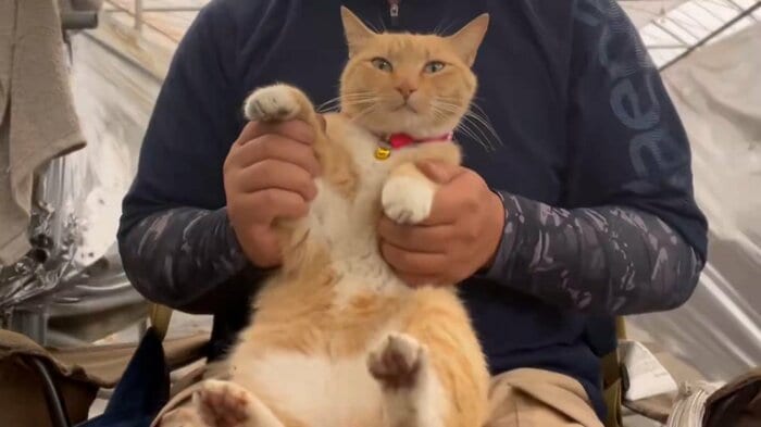 先住猫のチャミちゃん