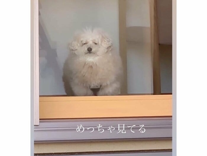 お留守番中のこあちゃん 寂しい?眠い?(提供:@tsuru_323さん)