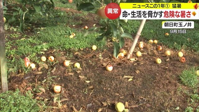 地面に転がったリンゴ