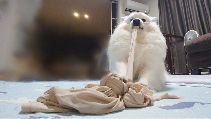 イタズラ好き