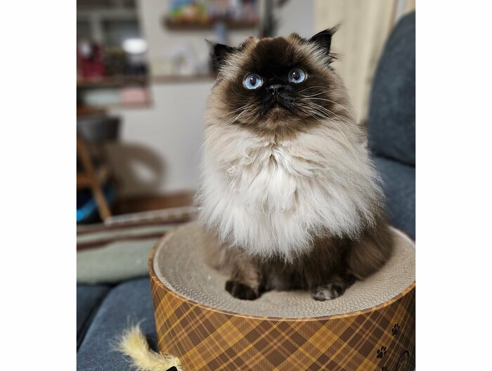飼い主に“用がある時”のコマチちゃん(提供:ねぎまるさん)