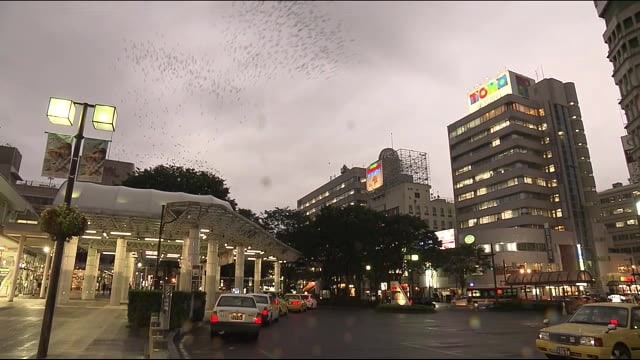 ムクドリ追い払い大作戦! 長年被害に悩まされてきた福島市の強い決意…終止符は打てるか!?【福島発】