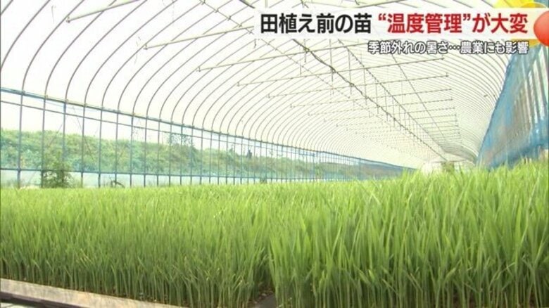 暑すぎず寒すぎずの温度管理が生命線！　苗の出来で作柄が決まる・季節外れの暑さはコメ作りに影響【山形発】｜FNNプライムオンライン
