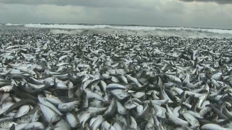 イワシ大量漂着に英紙“処理水”関連づける動画拡散　「核の魚・カモメも食べない」コメントも　専門家「フェイクニュース」指摘｜FNNプライムオンライン