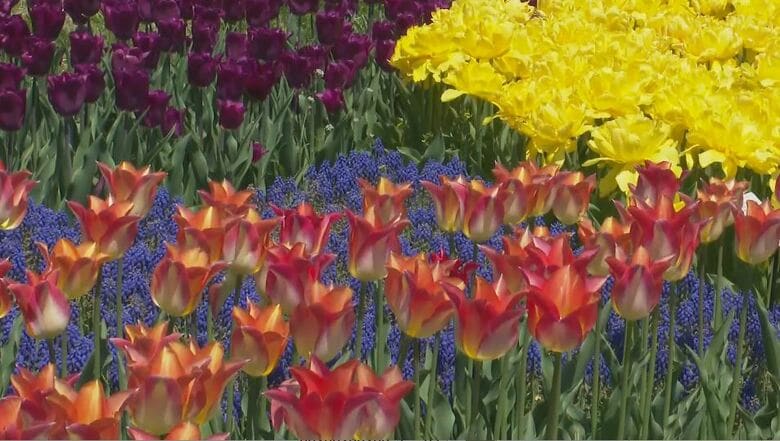 「かわいかった」チューリップが見ごろに　公園内に117品種・32万球　5月上旬まで楽しめる　長野・安曇野市｜FNNプライムオンライン