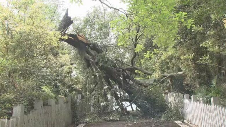 高さ約２５メートルの大木がぼっきり　松山城ふもとの東雲神社で倒木　参道の階段塞ぎ撤去作業続く【愛媛】｜FNNプライムオンライン