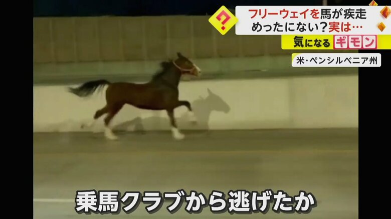 ペンシルベニア州の高速道路を馬が疾走　オハイオ州でも2頭の馬が車の間を逆走　馬の脱走劇相次ぐ｜FNNプライムオンライン