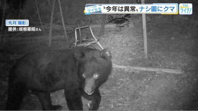 ナシ農家が悲鳴！クマが食い荒らす　カメラがとらえた衝撃の直立シーン「枝ごと全部なくなって」　広島｜FNNプライムオンライン