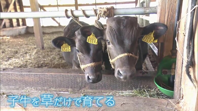 “牧草だけ”で育てる黒毛和牛を増やしたい　牛にストレスをかけない飼育にこだわる若き生産者の挑戦【秋田発】｜FNNプライムオンライン