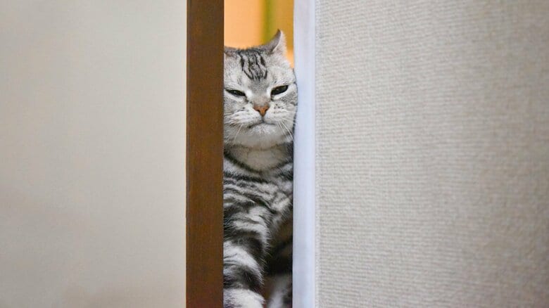 飼い主や自身の行動でドアが開くと学ぶ(この画像はイメージ)