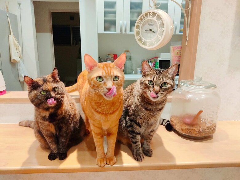 3匹とも舌をペロリ