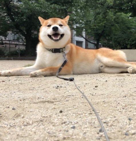 提供：torakichi602さん