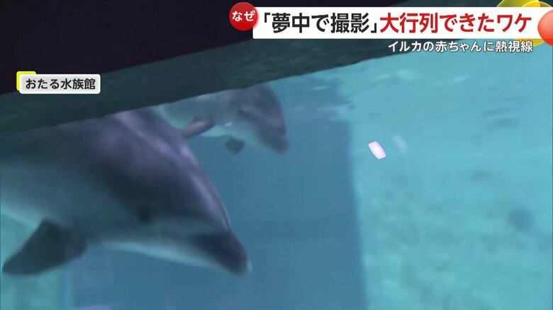 一目見ようと多くの人が詰めかけたおたる水族館