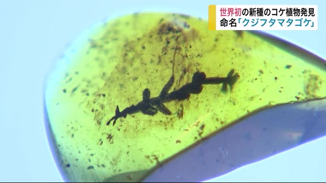 世界初の新種のコケ植物発見 命名「クジフタマタゴケ」<岩手・久慈市>