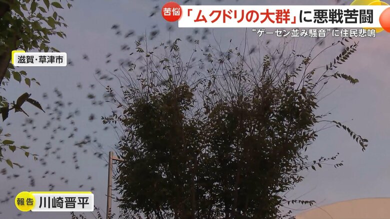 数え切れないほどのムクドリが…（滋賀・草津市）