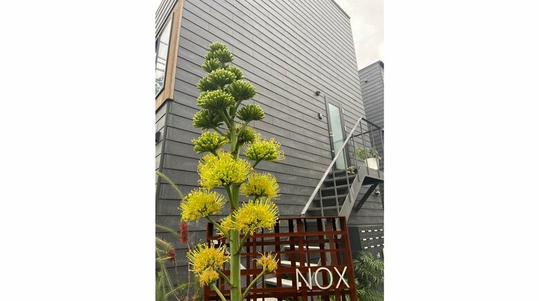 5月12日撮影　徐々に下の蕾から上へ開花していく