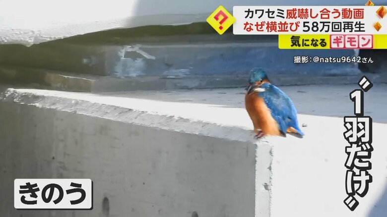 最終的にはカワセミは1羽だけになっていた