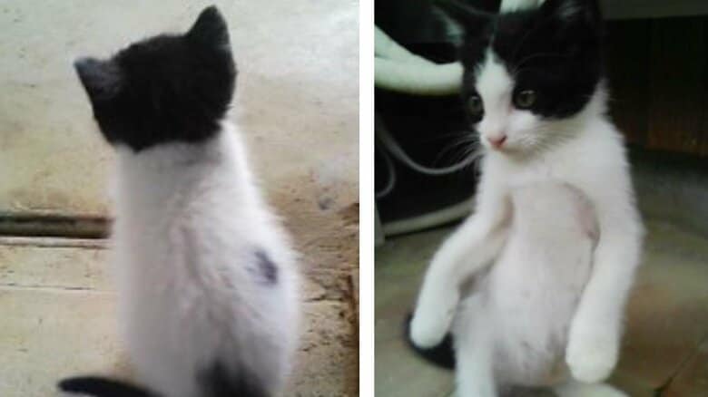 子猫時代のヌンヌンちゃん