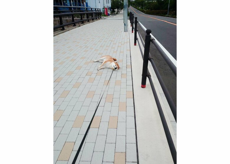 なんで満足気なんや（提供：あおとはなさん）