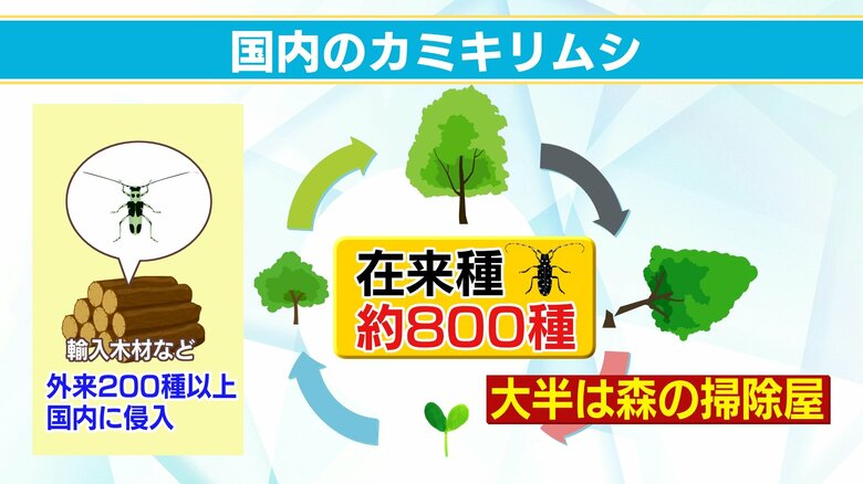 カミキリムシは「森の掃除屋」の役目を果たしている