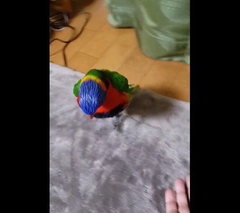 「飼い主に会えて嬉しいの舞」中のキキくん