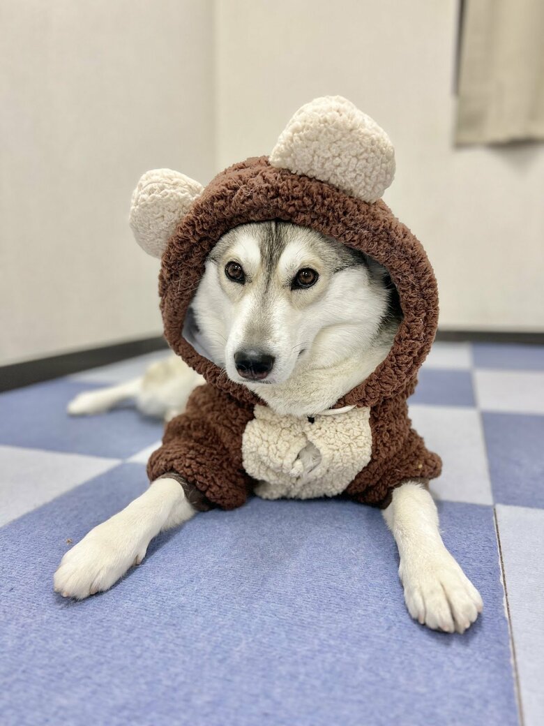 提供：ハスキーいちみちゃんと田舎暮らしさん