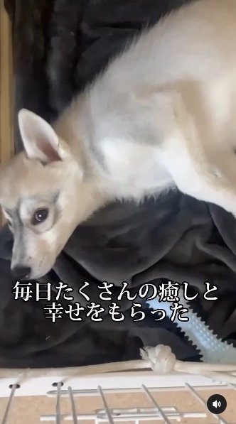 提供：ハスキーいちみちゃんと田舎暮らしさん