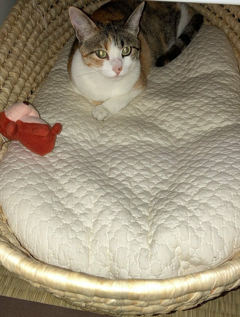 飼い主さんのお子さんのために買ったクーハンで、一時期寝ていたんだそう